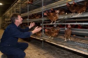 Pluimveesector vindt alternatief voor kippenvangen: ‘We vragen ze zelf naar beneden te komen’