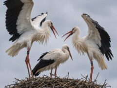 Barnevelder fotografeert bijzonder batsritueel van ooievaars