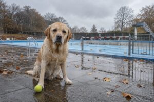 Honden woedend om sluiting Oosterbosbad: ‘Nu wordt het eindelijk hondenweer’