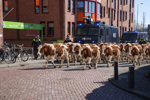 Koeien bezetten centrum Barneveld uit protest tegen krimp veestapel